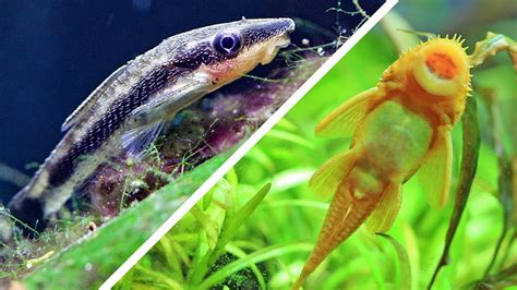 What are the best algae.